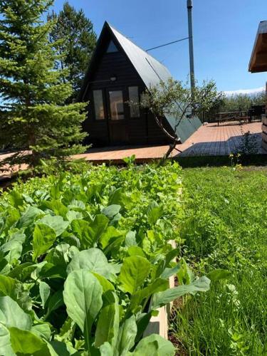 a garden of plants in front of a house at Cozy Cabin in Stunning Nature - Borgarfjordur in Staðarhús