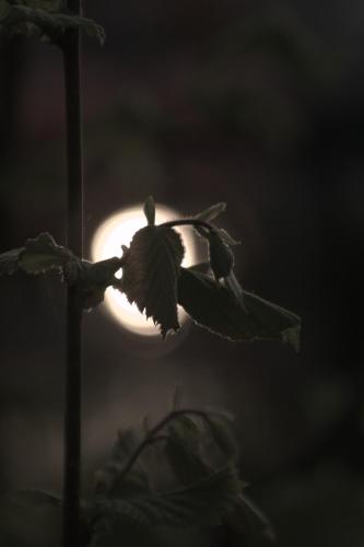 a butterfly on a plant in front of a light bulb at Bieszczadzkie Siedlisko in Polańczyk
