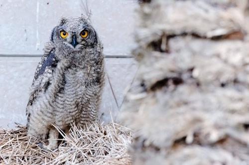 an owl is sitting on a pile of hay at Die Uil Nes Self Catering Accommodation in Gouritzmond
