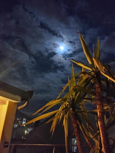 two palm trees with the moon in the sky at Hostel Backpackers in Mostar