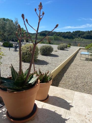 2 grandes plantes en pot assises sur un patio dans l'établissement Villa climatisée avec piscine CHAUFFÉE au cœur du massif d'Uchaux , calme absolu !, à Mondragon