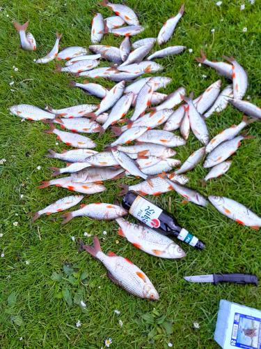 a bunch of fish laying on the grass at Ferienhuette in Altfriesack