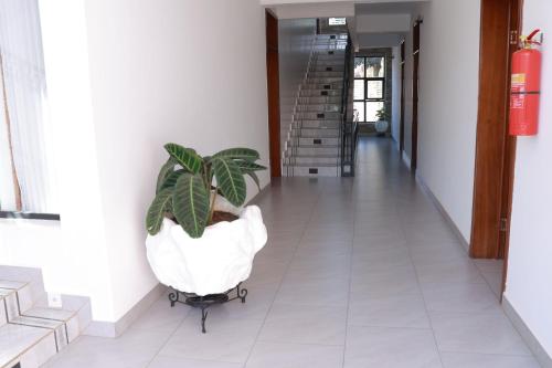 a plant sitting on a cart in a hallway at KIGALI FANTASTIC APARTMENTs in Kigali