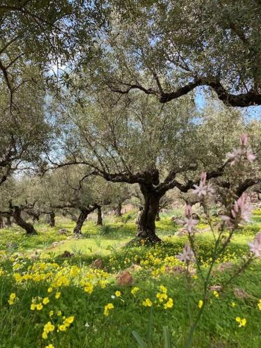 a group of trees in a field with flowers at Sparrow’s house in Proástion