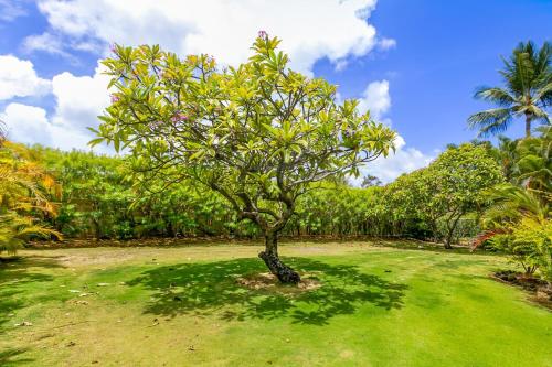 a tree in the middle of a grass field at Hale Imaka in Kipu