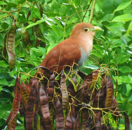 a bird sitting on top of a glove at Vocaré Finca Agroecológica in Upala