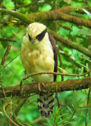 a yellow bird sitting on a tree branch at Vocaré Finca Agroecológica in Upala