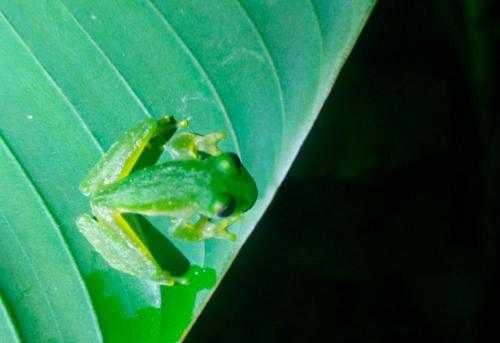 a frog is sitting on a green leaf at Hotel Arenal Country Inn in Fortuna