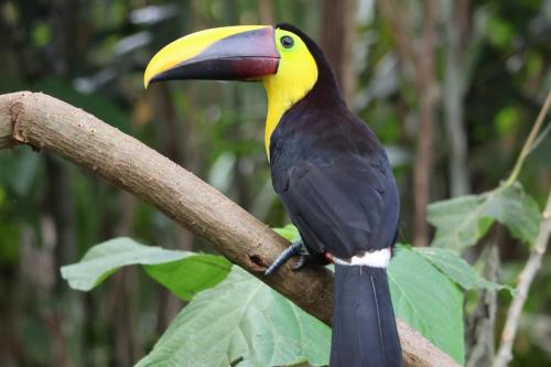 a yellow and black bird sitting on a tree branch at Hotel Arenal Country Inn in Fortuna