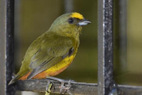 a bird is sitting on a bird feeder at Hotel Arenal Country Inn in Fortuna