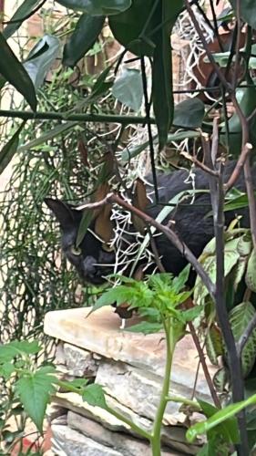 a black cat laying on a rock in some plants at A Cozy Little House in a Beautiful Property in Brasilia