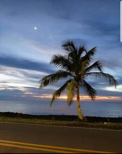 a palm tree on the side of a road at Los Almendros Beach in San Andrés