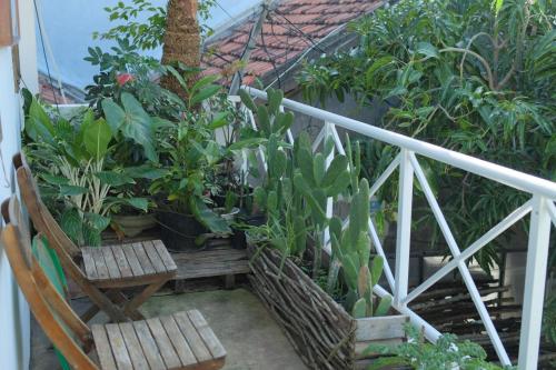 un balcón con un montón de plantas y sillas en Come to the Sea homestay Phú Yên en Tuy Hoa