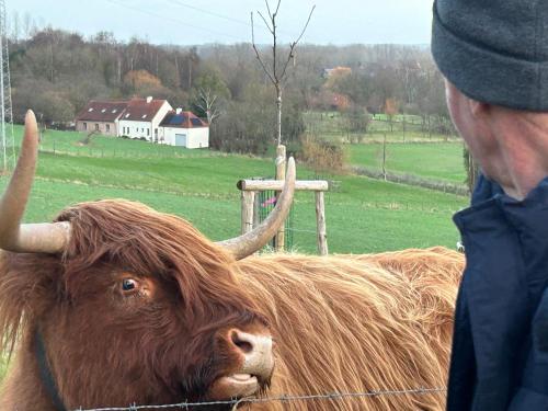 a man looking at a brown bull with horns at Au Coeur des Collines, Gloriette in Ellezelles