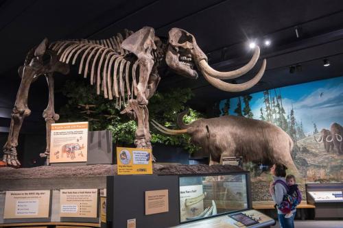 a skeleton of a dinosaur in a museum at Peach Blossom Country House in Hemet