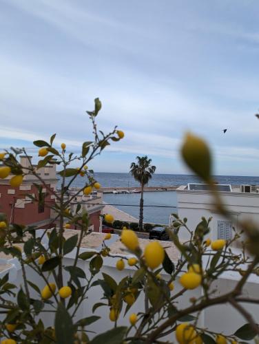 an orange tree with a view of the ocean at Al Porticciolo di Savelletri in Savelletri di Fasano