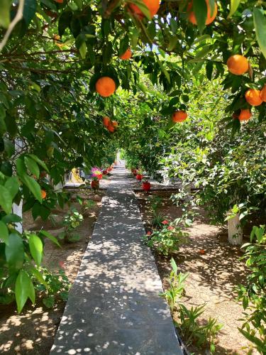 an aisle in an orange garden with oranges at CottonClub Villas in Tolo