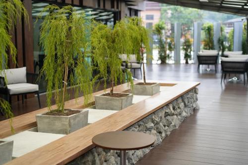 a counter with three potted trees in a lobby at Kokotel Chiang Rai Airport Suites in Ban Prong Phra Bat Nok (1)
