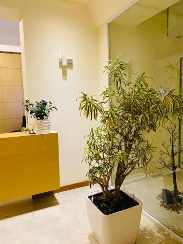 a plant in a pot in a room with a room with two trees at Grand White City Hotel in Berat