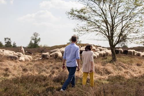 a man and woman walking in a field with a herd of sheep at Slapen bij de Brug in Zuidveld