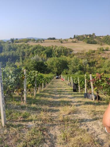 a row of grape vines in a vineyard at Castello di Grillano Guest House in Ovada