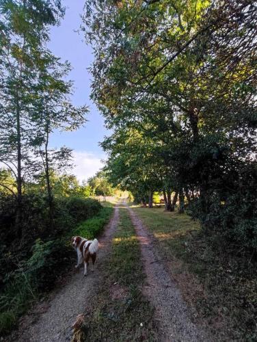 a dog is walking down a dirt road at La roulotte Couzotte in Couze-et-Saint-Front