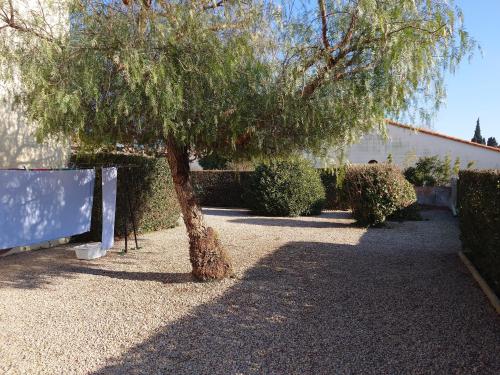 un arbre dans un cimetière à côté d'un bâtiment dans l'établissement Le Palol Latour-Bas-Elne, à Latour-Bas-Elne