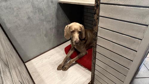 a brown dog sitting on a red pillow in a dog bed at Casa di Giovanni - Italien in Muggia
