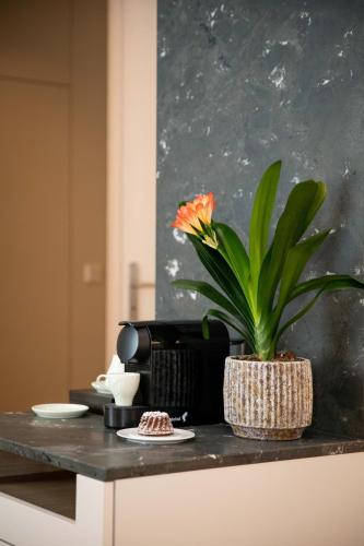a plant sitting on top of a counter at Apollo AchtQuartier Das Hotel am Mondsee in Mondsee