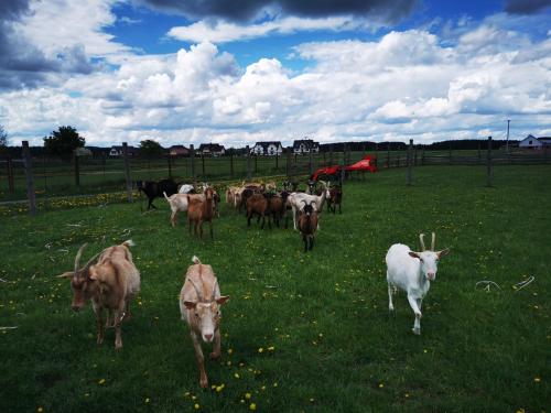 a herd of goats standing in a field of grass at Apartament od Kaszuba in Żuromino