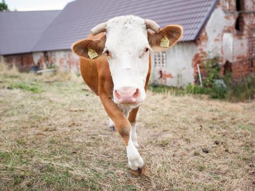 a brown and white cow standing in a field at Gospodarstwo Agroturystyczne Kowalowe Wzgórze in Polanica-Zdrój