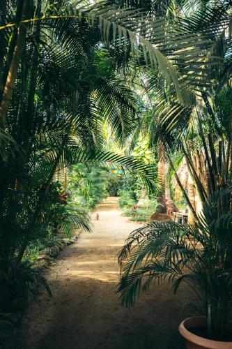 a garden with palm trees and a dirt road at Junto al Rio Bungalows & Suites in Sayulita