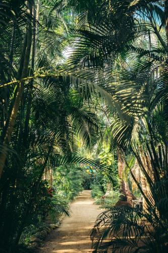 a dirt path through a forest of palm trees at Junto al Rio Bungalows & Suites in Sayulita