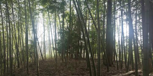 a bamboo forest with the sun shining through the trees at 古民家やまおか in Iwasaki