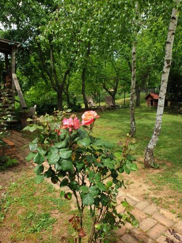 una planta con flores rosas en un jardín en Log cabin en Belgrado