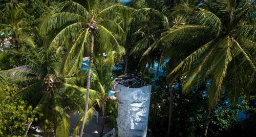 a group of palm trees with a large trunk at One&Only Reethi Rah in Reethi Rah
