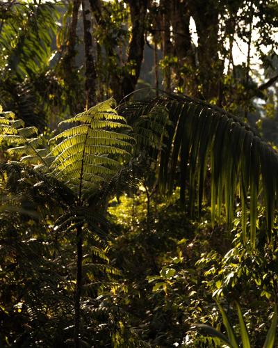 a large green plant in the middle of a forest at Wild Wasi Lodge - Adventures - Guided Tours in Puyo
