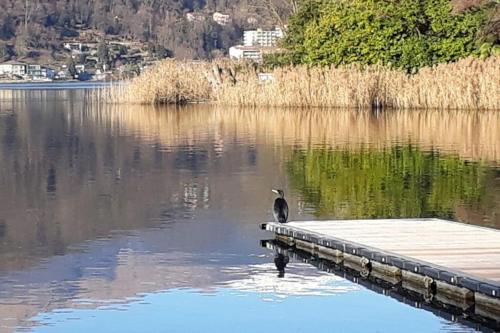 a bird sitting on the end of a dock in the water at Casa Pedrarias in Lavena Ponte Tresa
