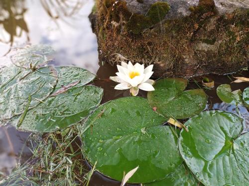 a white flower sitting on top of green leaves at La maison des vignes in Clairvaux-dʼAveyron