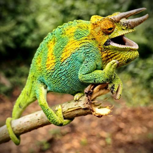 a green and yellow lizard sitting on a branch at Rwenzori Mountains Safari Lodge in Kasese