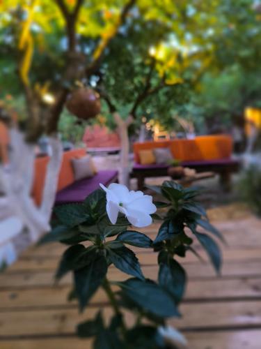 Giardino di Litost Cafe
