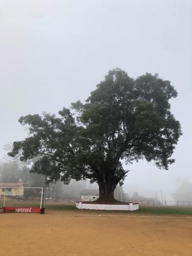 a tree in the middle of a field next to a soccer field at Kamoga Homestay in Virajpet
