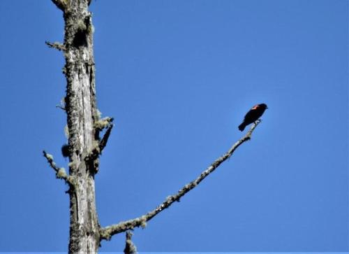 a bird perched on top of a tree branch at Landing at Lake Ploenta in Arlington