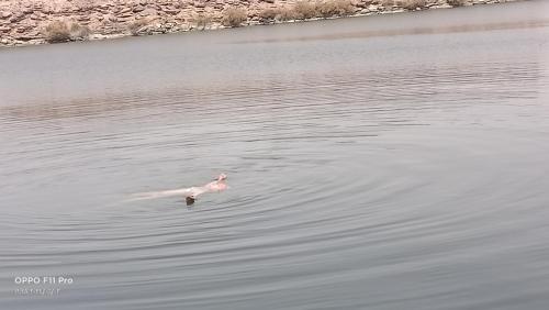 a duck swimming in a body of water at Amon guest house in Abu Simbel