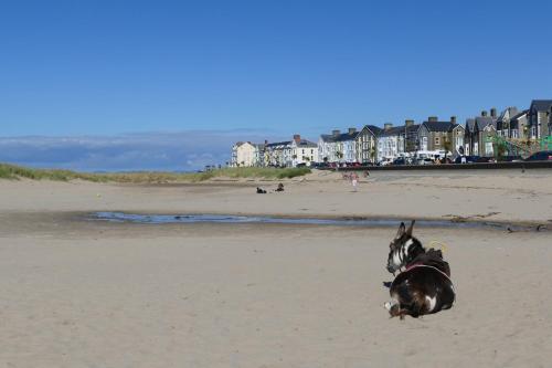 a dog laying on the sand on the beach at Bae Abermaw Boutique B&B in Barmouth