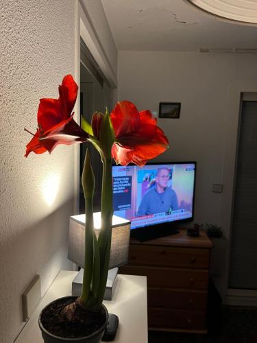 une fleur rouge dans un pot à côté d'une télévision dans l'établissement 34300 le cap d’Agde, au Cap d'Agde