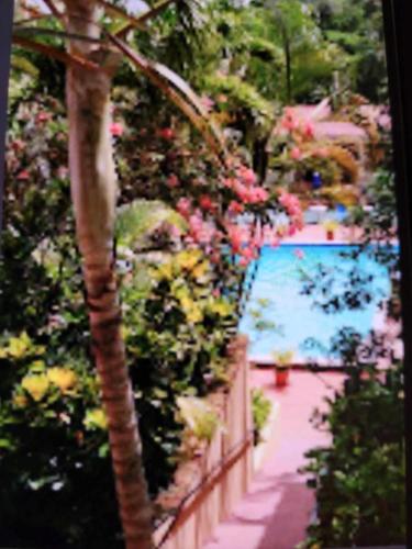 a palm tree and a swimming pool in a garden at Sosua Best Condos in Sosúa