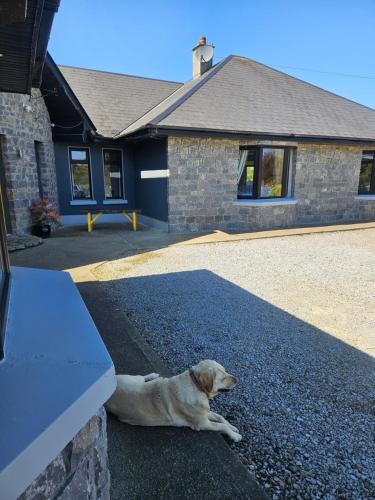 a dog laying on the ground in front of a house at Ard Aoibhinn Roscommon in Lecarrow