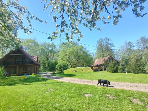 a black pig walking down a path in front of a house at Willa Bobrowa Dolina in Wójtostwo