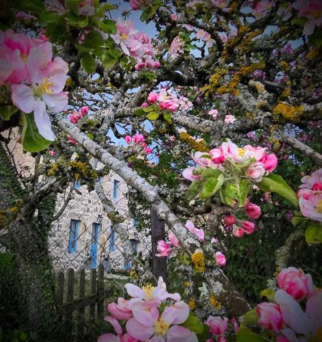 a tree with pink flowers in front of a building at GITE LA MENOU in Usson-en-Forez